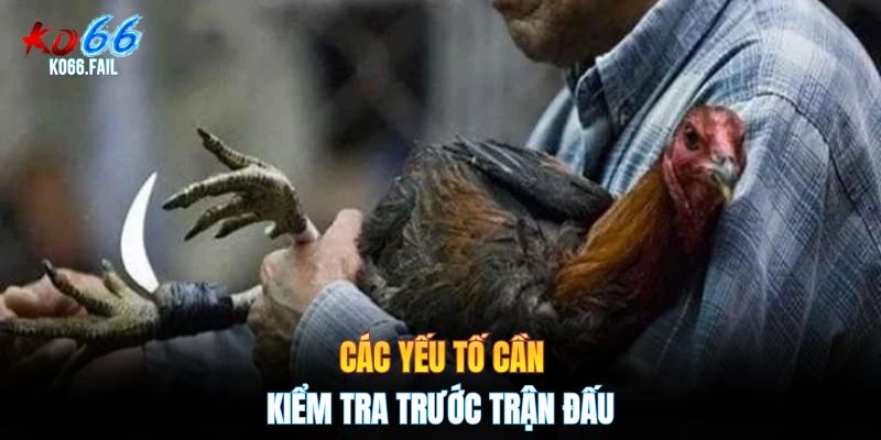 Các yếu tố cần kiểm tra trước trận đấu