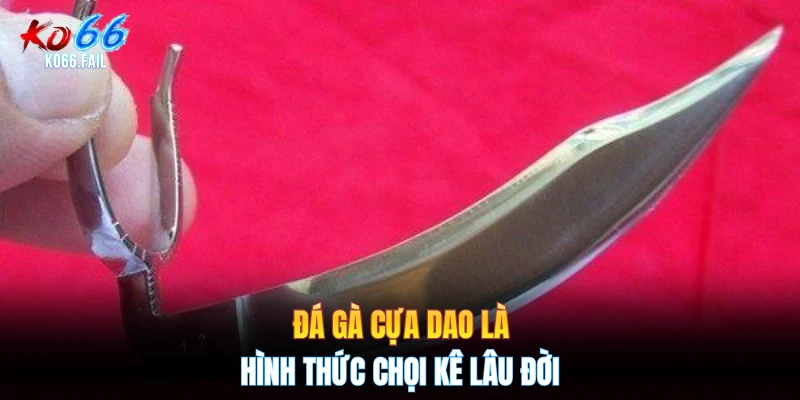 Đá gà cựa dao là hình thức chọi kê lâu đời