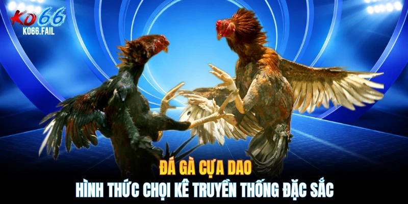 Đá Gà Cựa Dao - Hình Thức Chọi Kê Truyền Thống Đặc Sắc