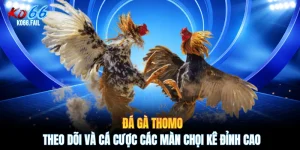 Đá Gà Thomo - Theo Dõi Và Cá Cược Các Màn Chọi Kê Đỉnh Cao