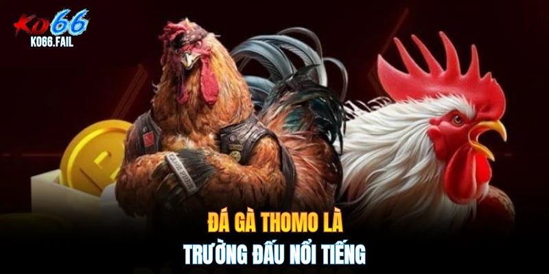 Đá gà Thomo là trường đấu nổi tiếng Đá gà Thomo là trường đấu nổi tiếng