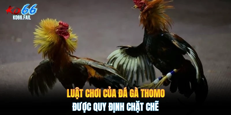 Luật chơi của đá gà Thomo được quy định chặt chẽ Luật chơi của đá gà Thomo được quy định chặt chẽ