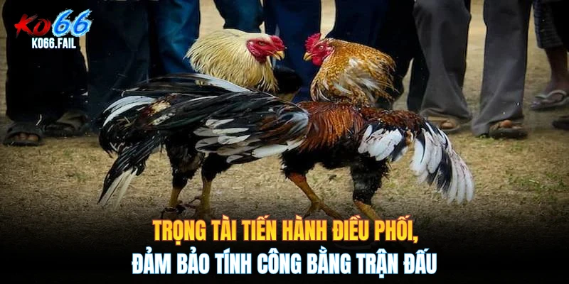 Trọng tài tiến hành điều phối, đảm bảo tính công bằng trận đấu